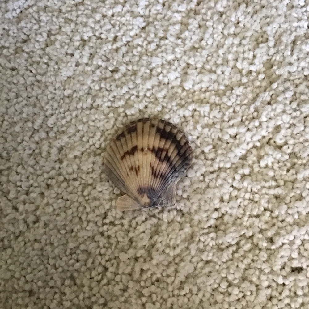 Natural Seashell for Small Pets